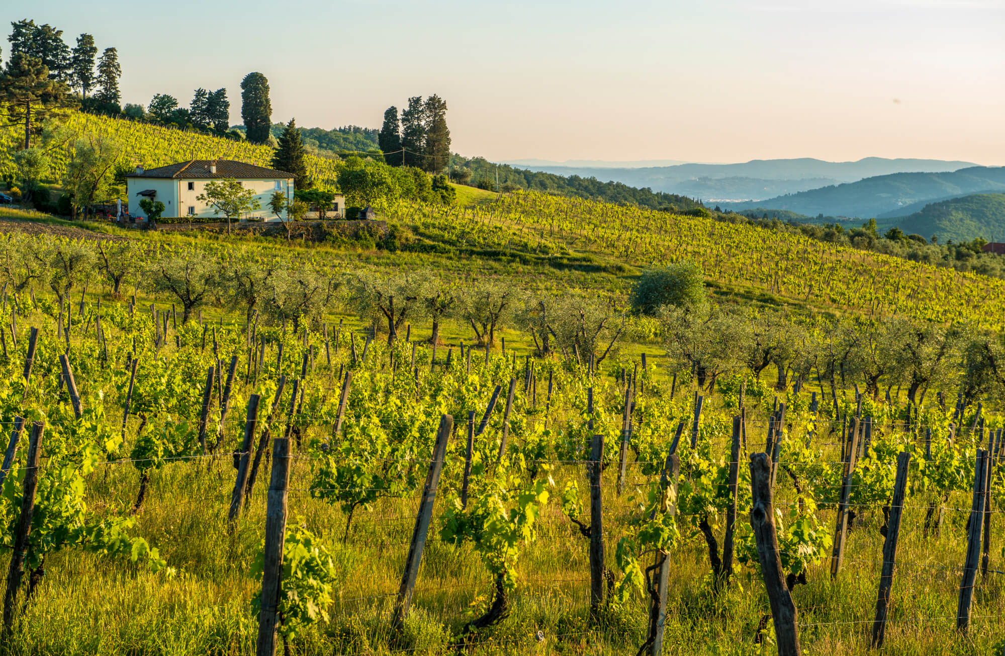 vignes Obba Connected Trattoria Monaco